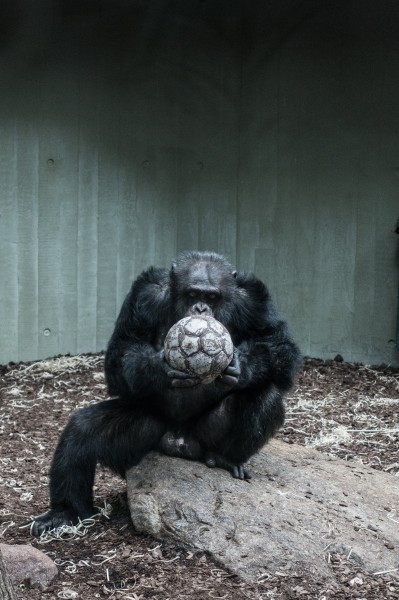 呆萌的大猩猩图片