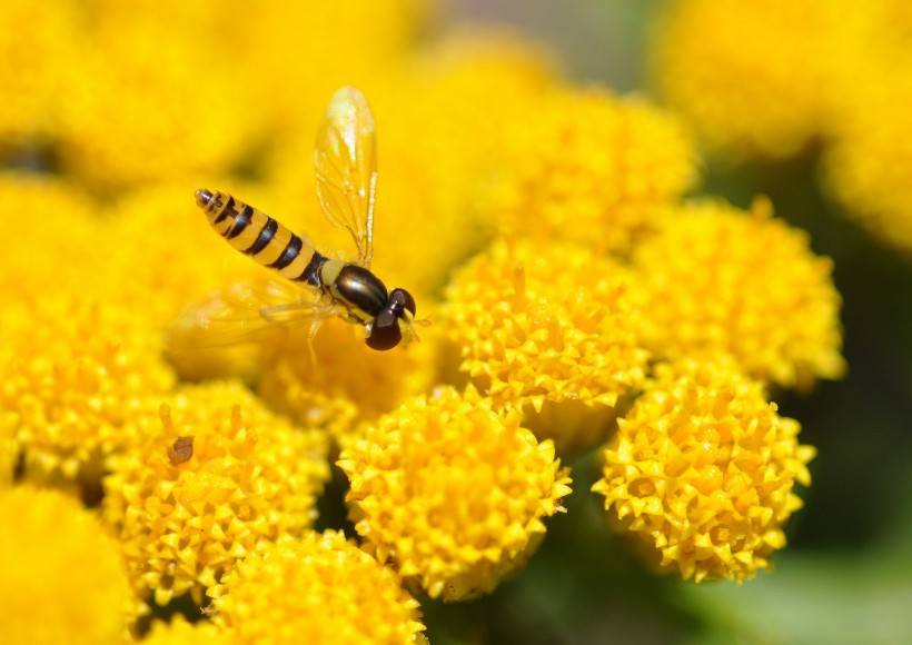 黄色小花上的食蚜蝇图片