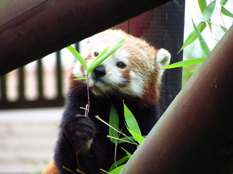 正在吃竹叶的小熊猫图片