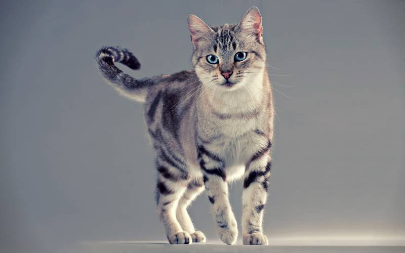 神气又超萌的猫科动物摄影壁纸