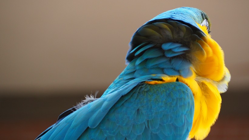 色彩漂亮的黄蓝金刚鹦鹉图片