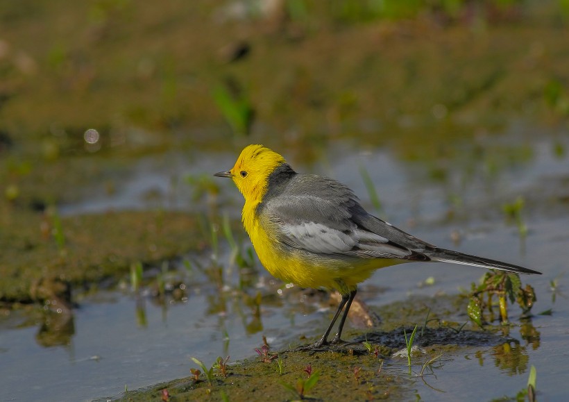 黄头鹡鸰鸟类图片