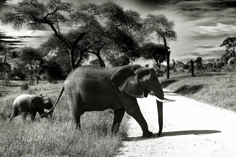 身形巨大的野生大象图片