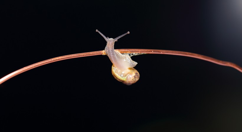 蜗牛微距图片