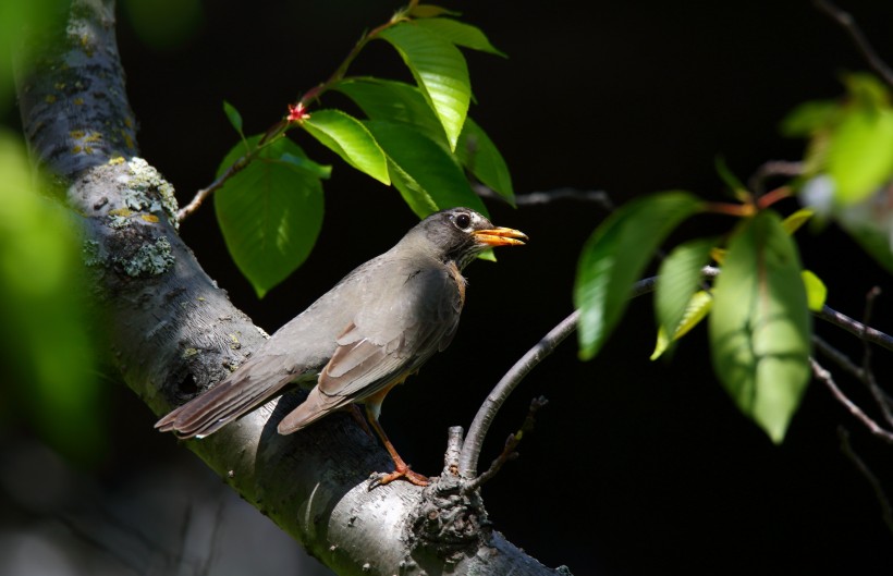 黑喉红尾鸲鸟类图片
