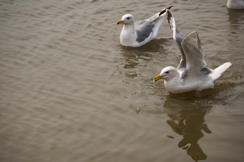 水上游玩的海鸥图片