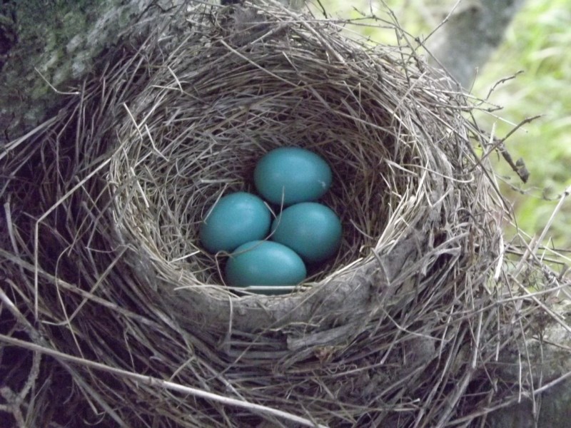 鸟巢中的鸟蛋图片