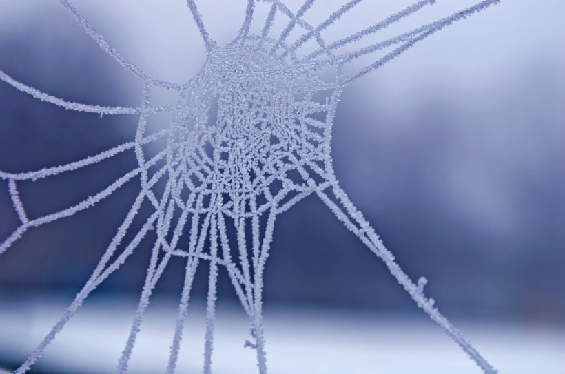 晶莹冰冻的蜘蛛网图片