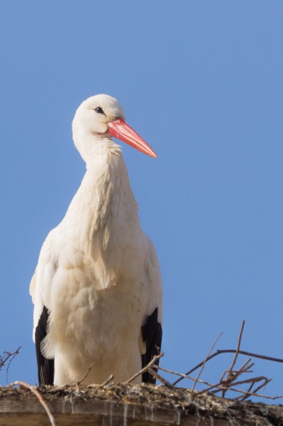 “送子鸟”白鹤图片