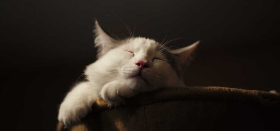 可爱小猫睡觉的图片