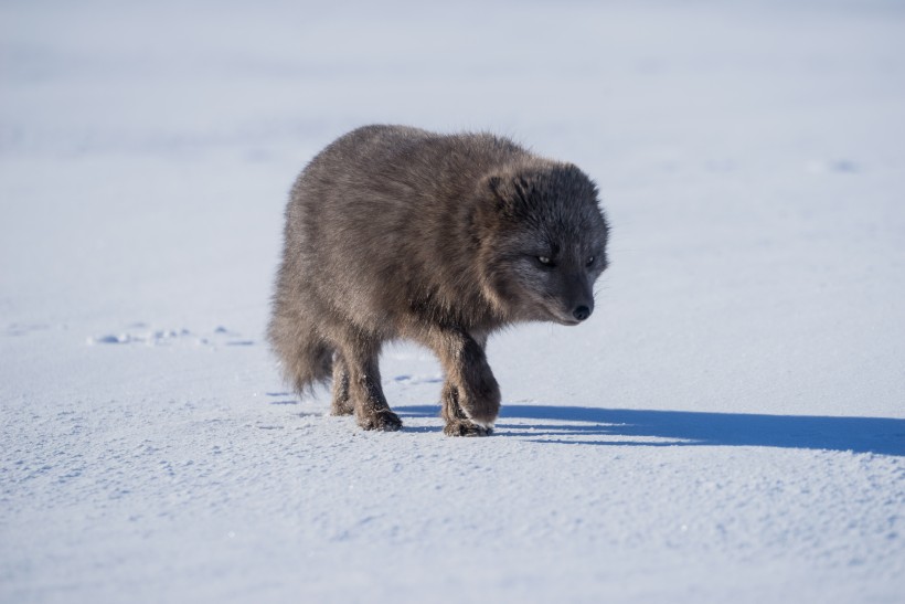 可爱的北极狐图片