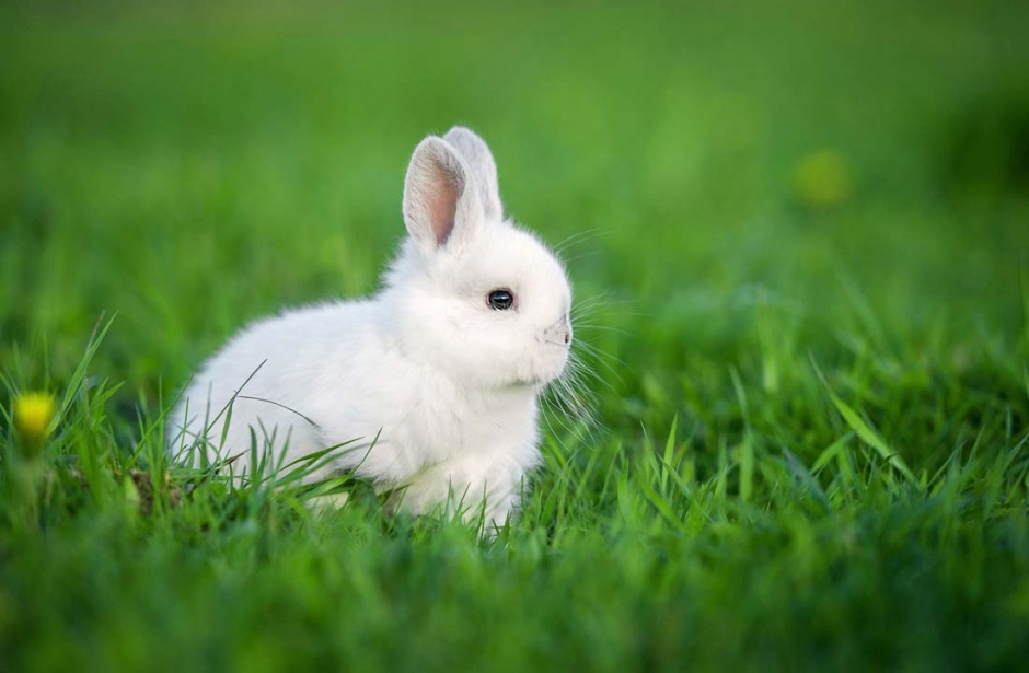 超萌可爱小兔子精美壁纸