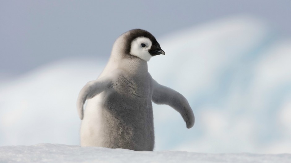 超可爱的南极小企鹅图片