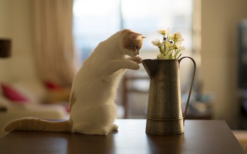 唯美浇花水壶与猫的图片