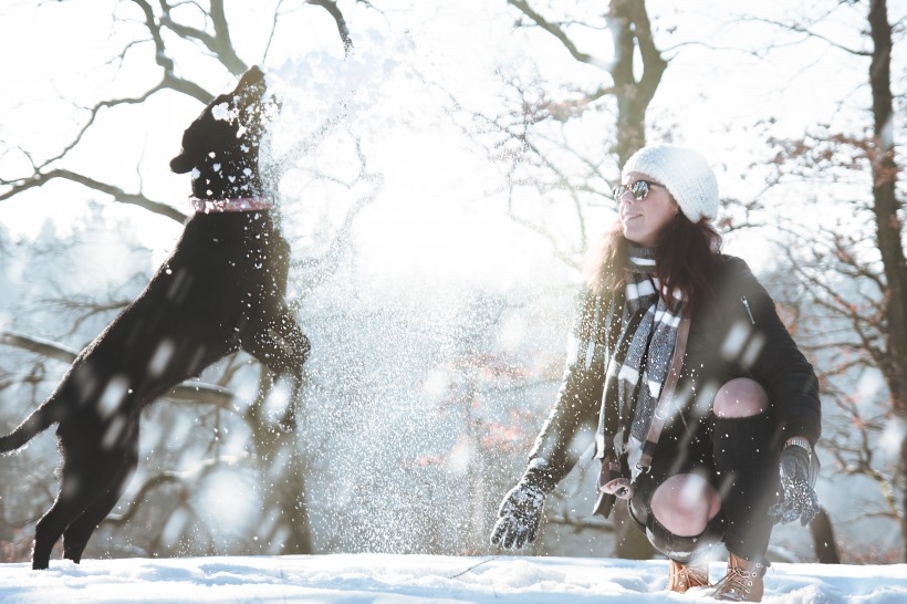 雪地里的宠物狗图片