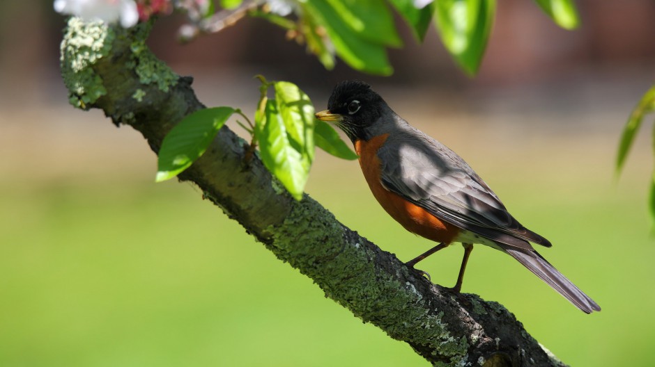黑喉红尾鸲鸟类高清大图