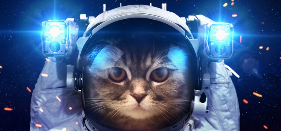 帅气的猫变身宇航员图片