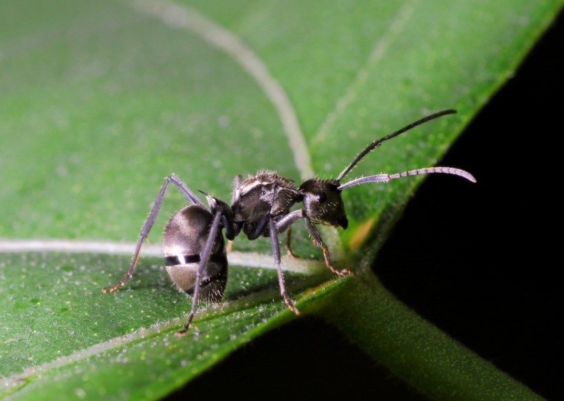 微距蚂蚁图片