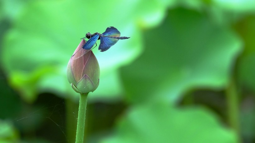 蓝色蜻蜓图片