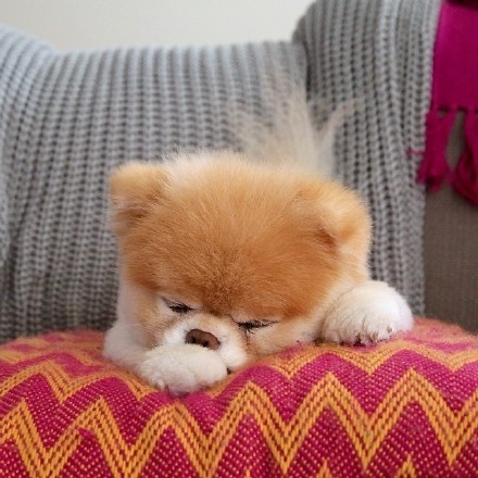 正在沙发上睡觉的可爱小狗狗