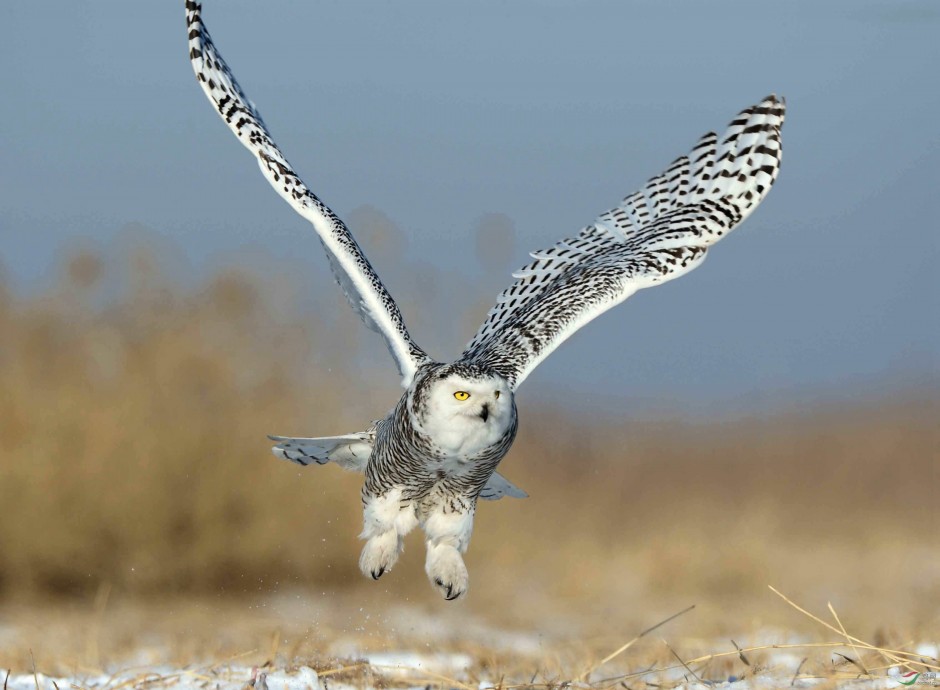展翅高飞的纯白色雪鸮图片