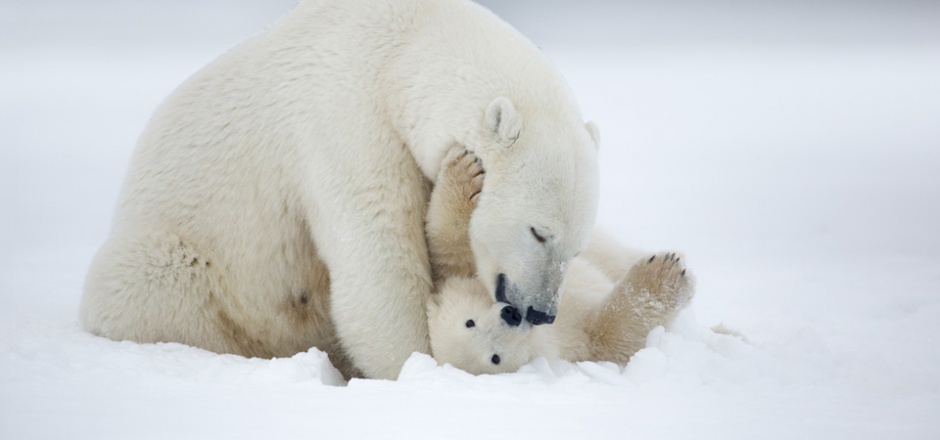 可爱呆萌的北极熊图片