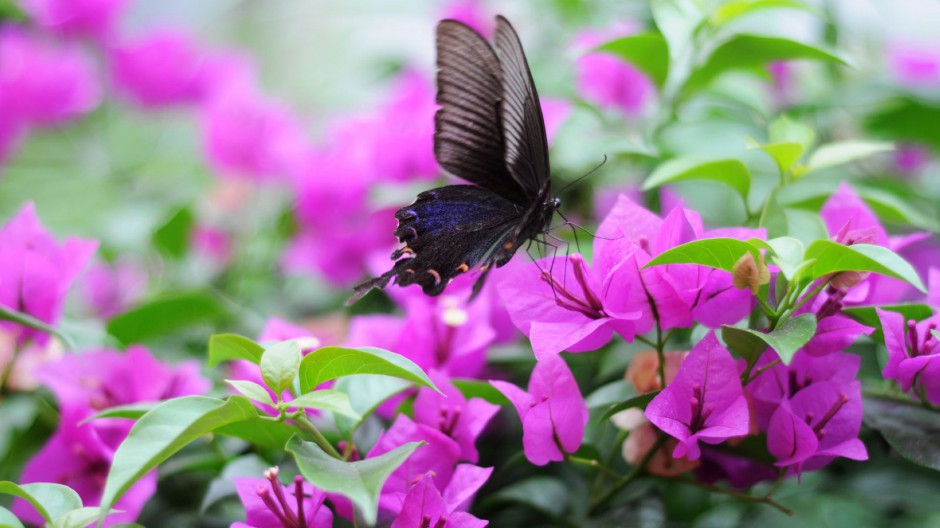精美彩色蝴蝶高清图片欣赏