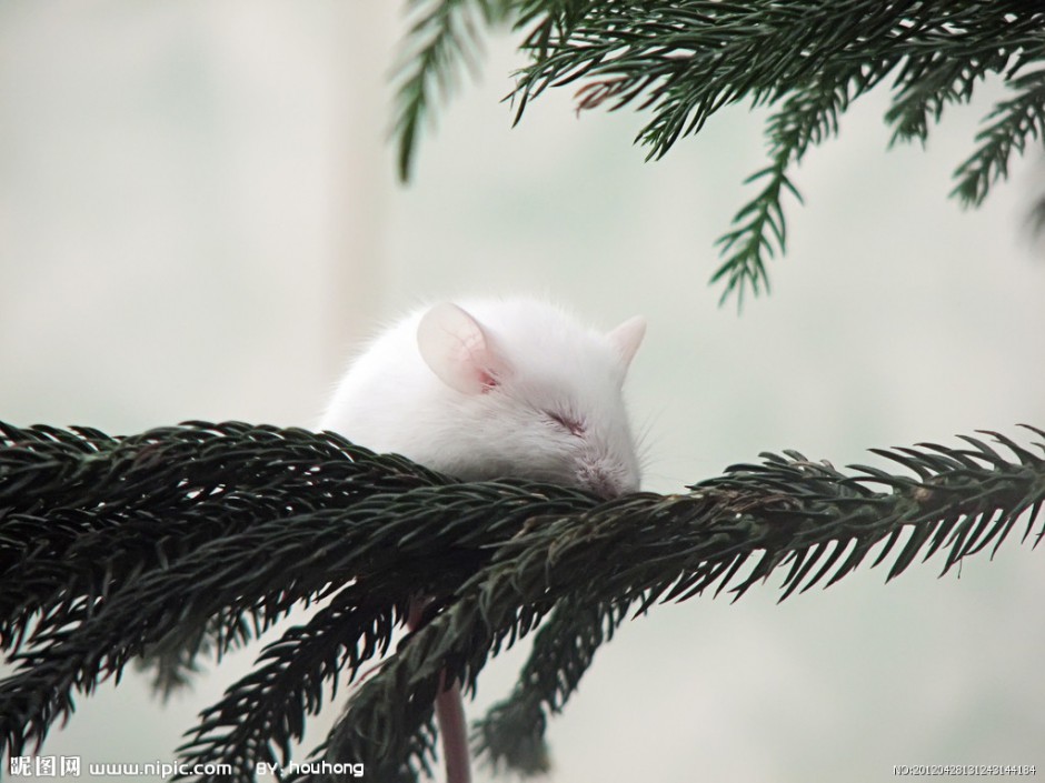 小白鼠安静睡觉图片