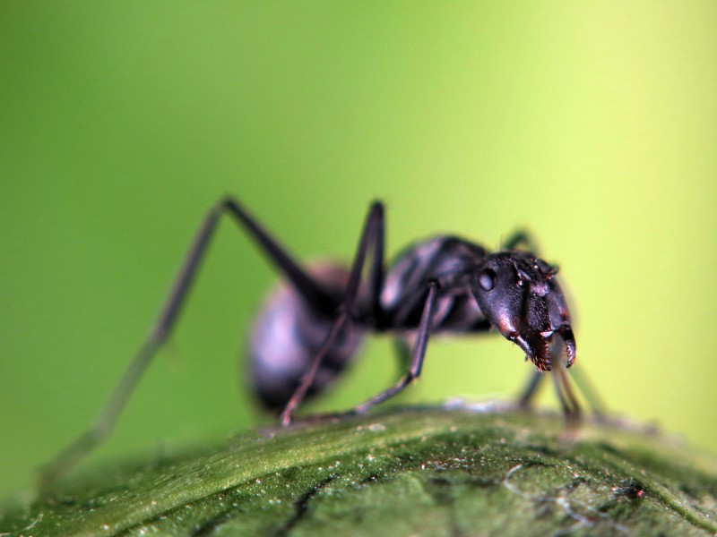 多变形态黑蚂蚁图片