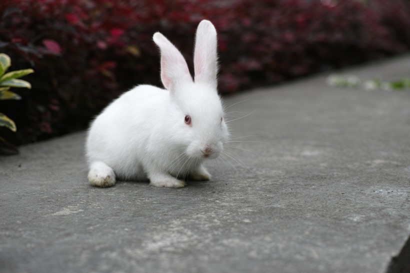 萌萌的小白兔图片