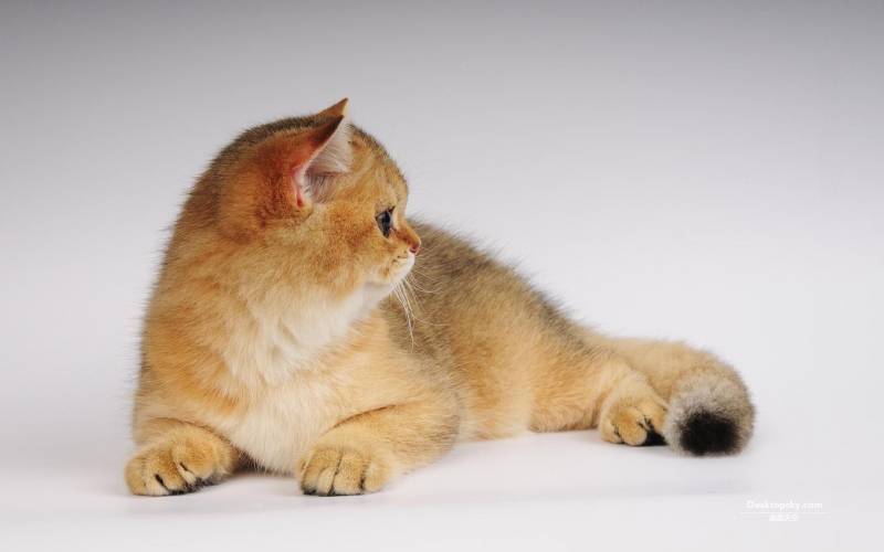 体形圆胖的英国短毛猫高清组图