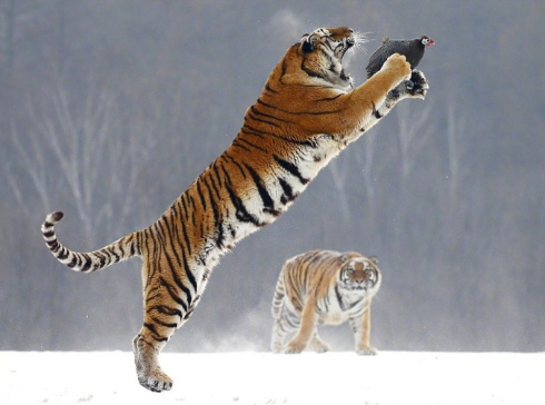 威武的老虎捕捉猎物的图片