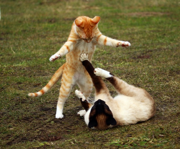 小猫战斗图片