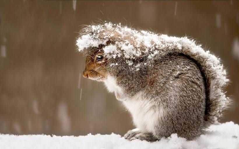 呆萌可爱的雪地松鼠图片