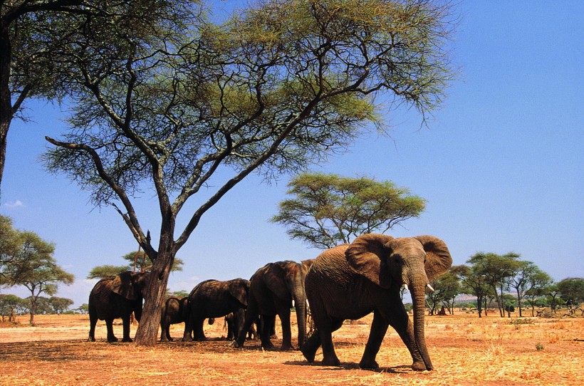 温馨大象家庭图片