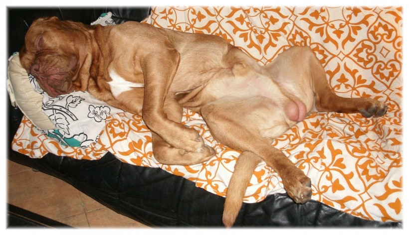 在沙发上休息的波尔多犬图片