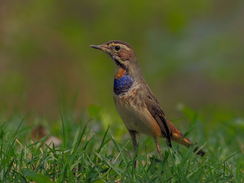 蓝喉歌鸲鸟类图片