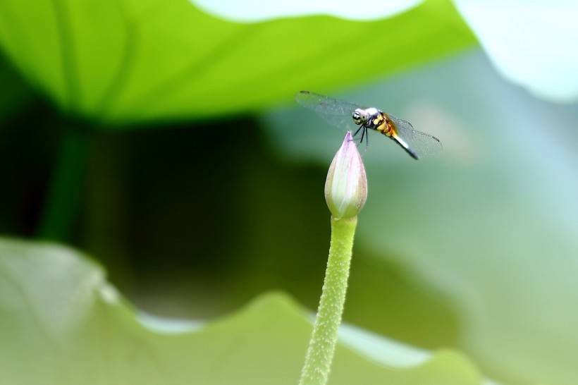 荷塘公园蜻蜓图片高清特写