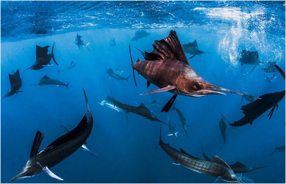 海洋深处的生物各种旗鱼图片
