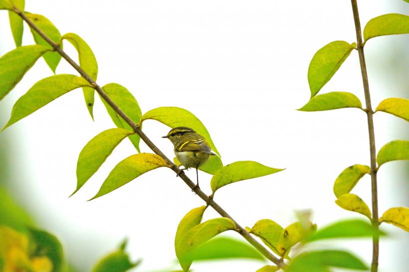 黄腰柳莺鸟类图片