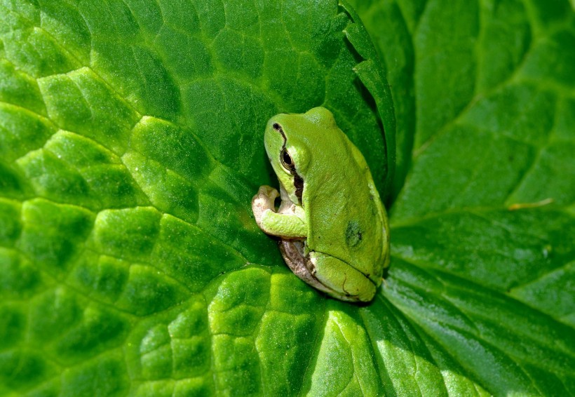 菜叶上的树蛙图片