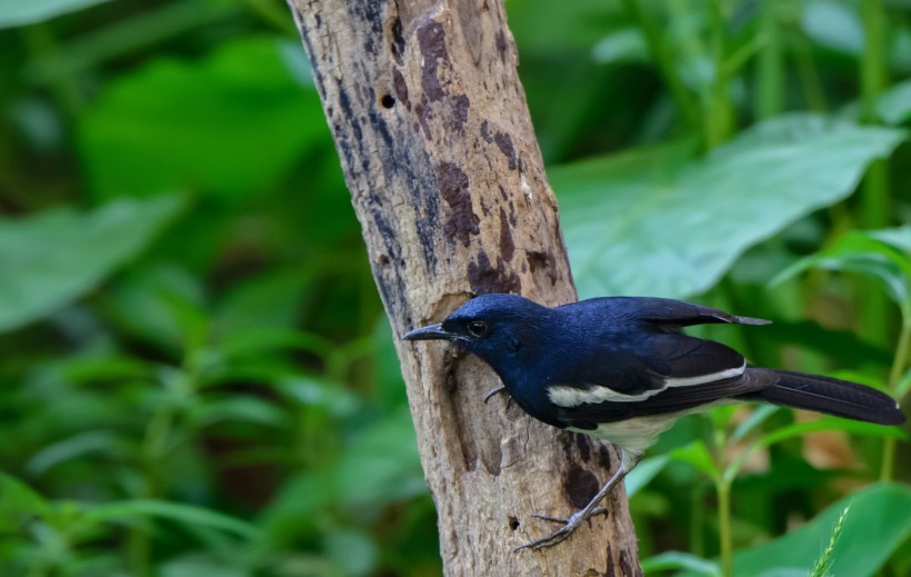 蓝色鹊鸲鸟类图片