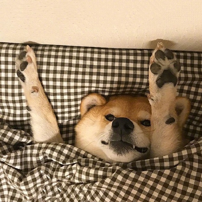 呆在床上睡懒觉的可爱柴犬宝宝图片