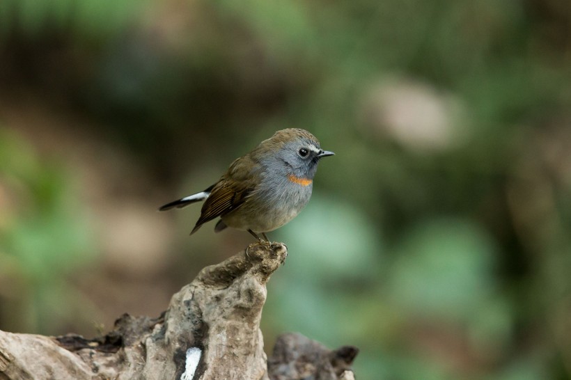 橙胸姬鹟鸟类图片