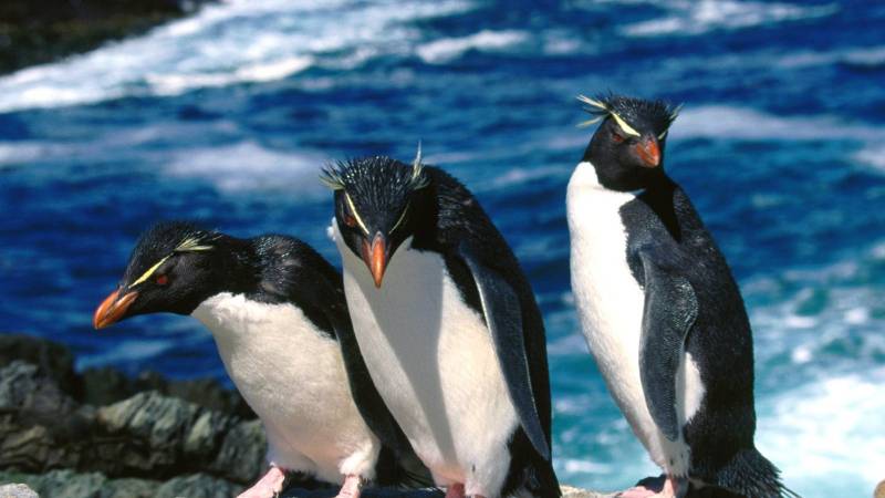 南极企鹅呆萌可爱写真图集欣赏