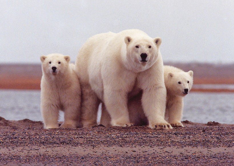 憨厚可掬的北极熊图片