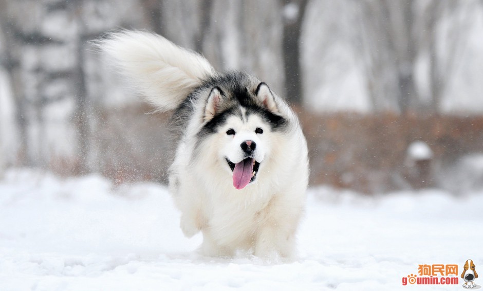 白色雪橇犬雪地奔跑图片