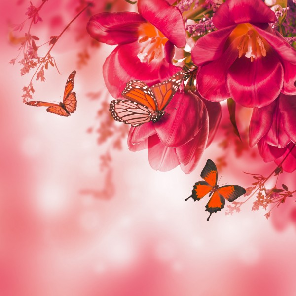 鲜花中蝴蝶图片