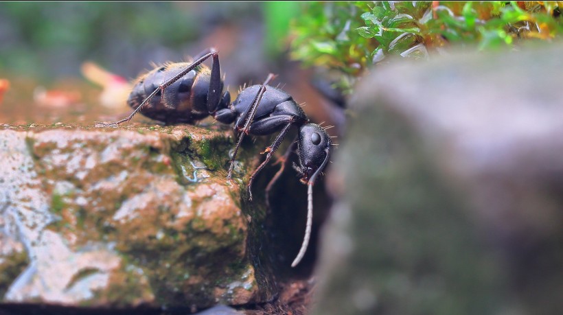 觅食的蚂蚁图片