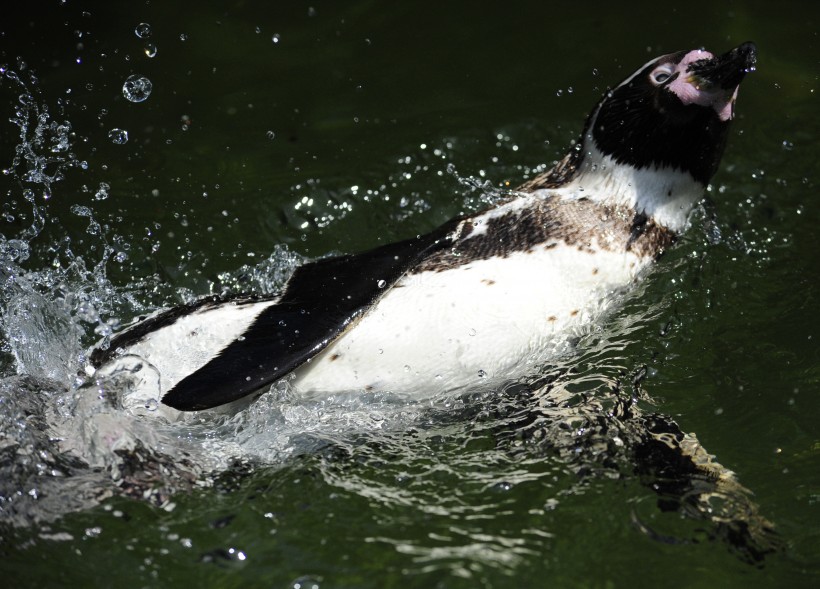 更喜温暖气候的洪堡企鹅图片